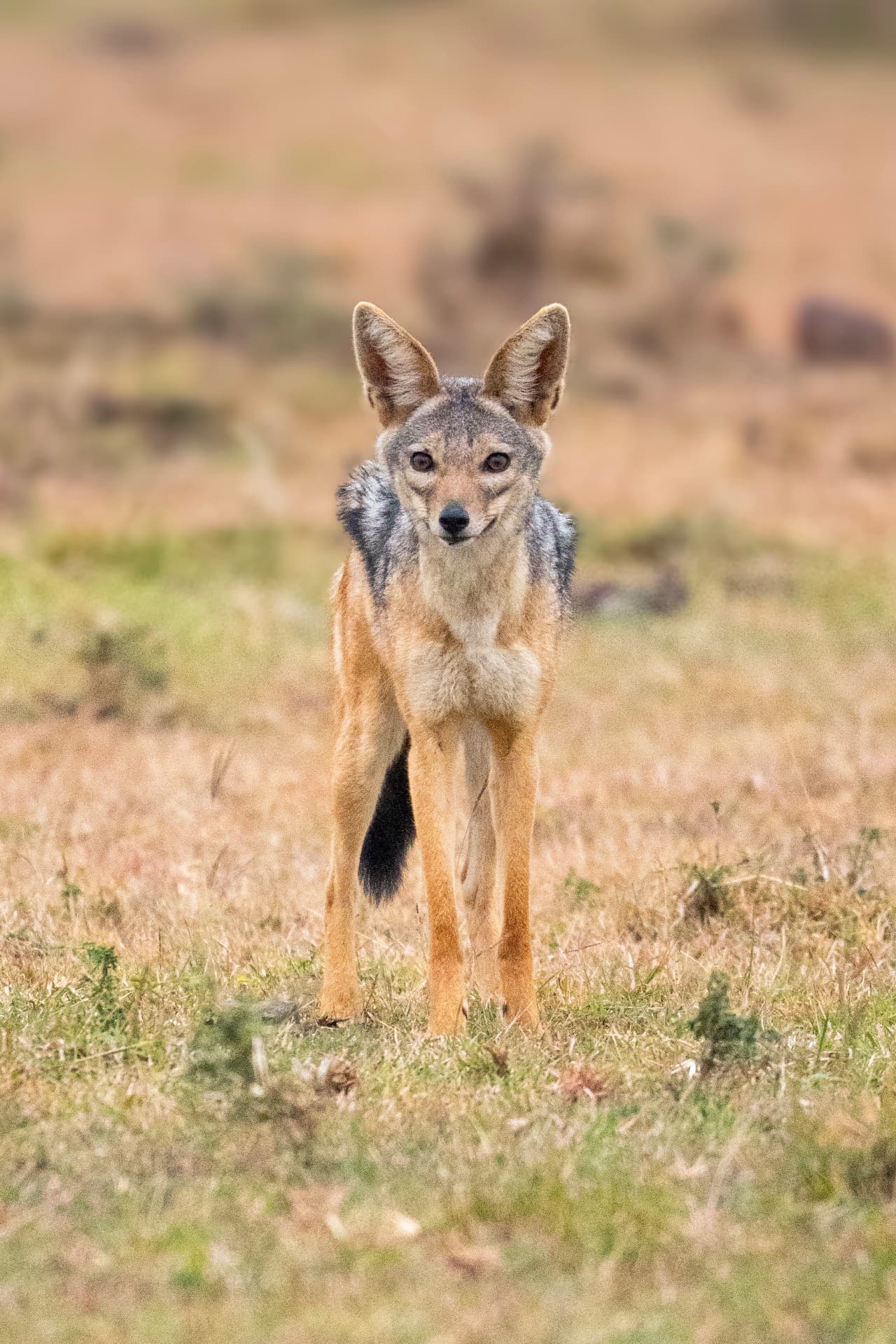 Black-backed jackal watching from the grass during a game drive