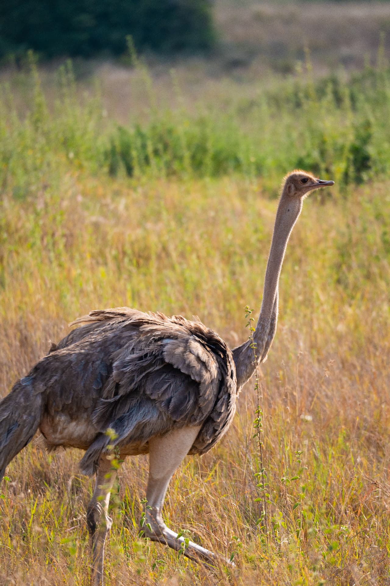 Ostrich striding through tall savanna grass in Tanzania