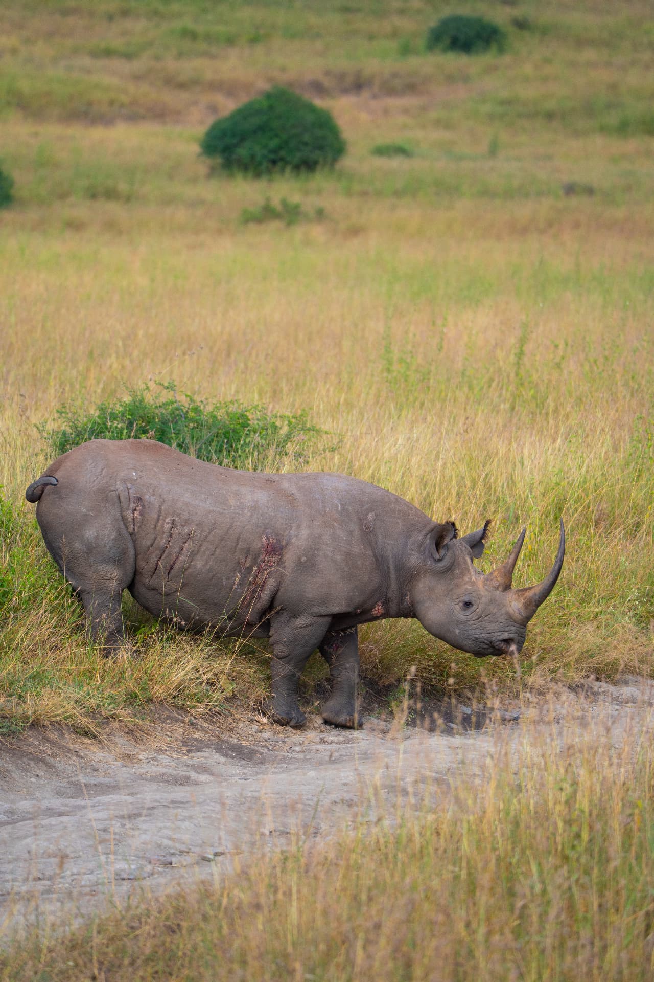 Black rhino grazing in tall grass on an African safari