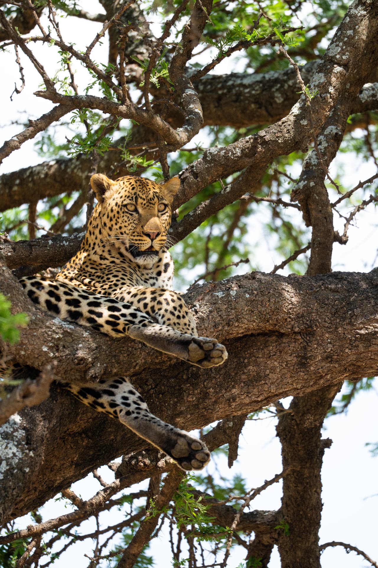 Leopard resting on a branch in an acacia tree during a Tanzania safari