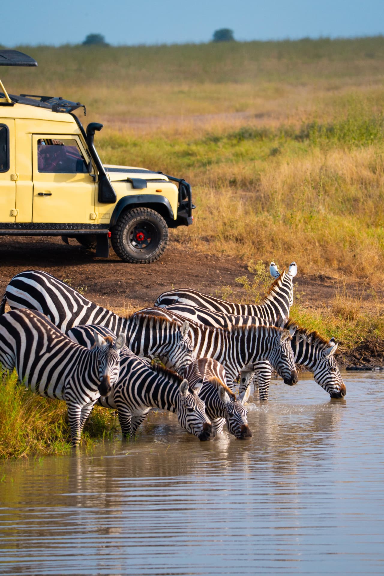Herd of zebras drinking at a savanna waterhole in Tanzania