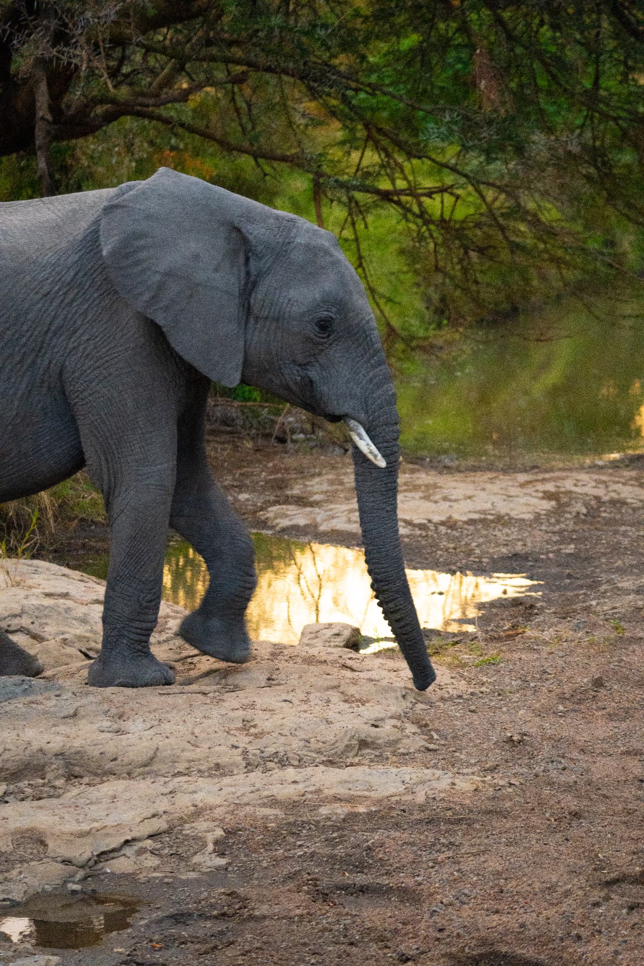 Young elephant walking beside a waterhole on the Tanzanian plains