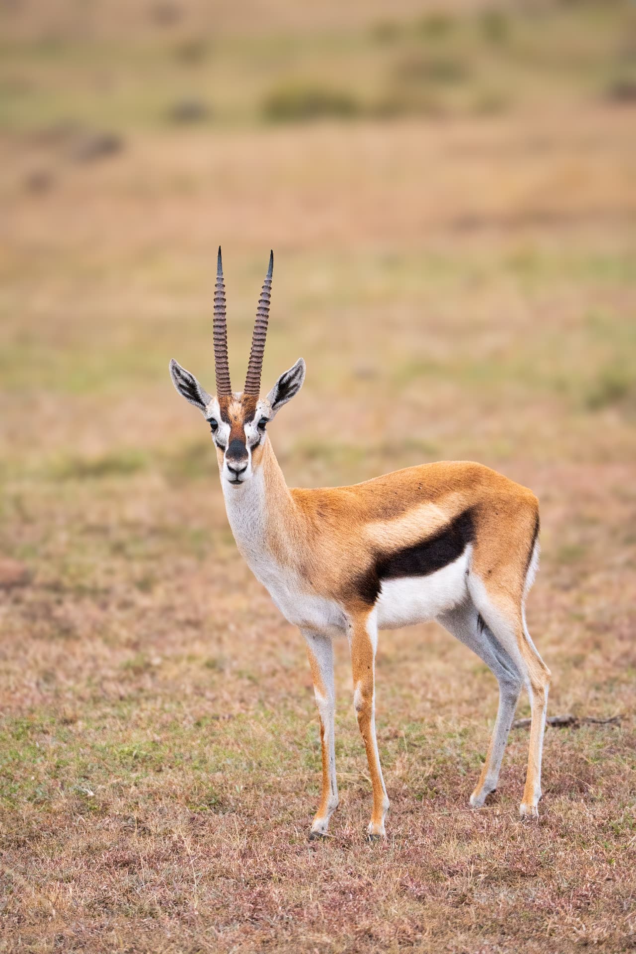 Thomson's gazelle standing alert on the open Serengeti plains
