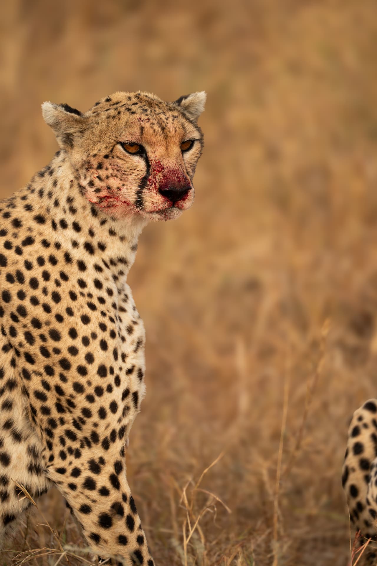 Close-up portrait of a cheetah in the Serengeti