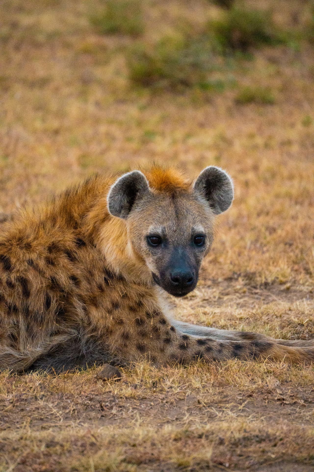 Spotted hyena resting in golden evening light on the savanna