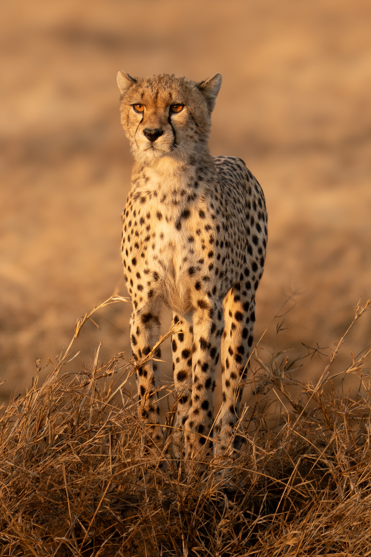 Cheetah standing alert in golden savanna grass on a Tanzania safari