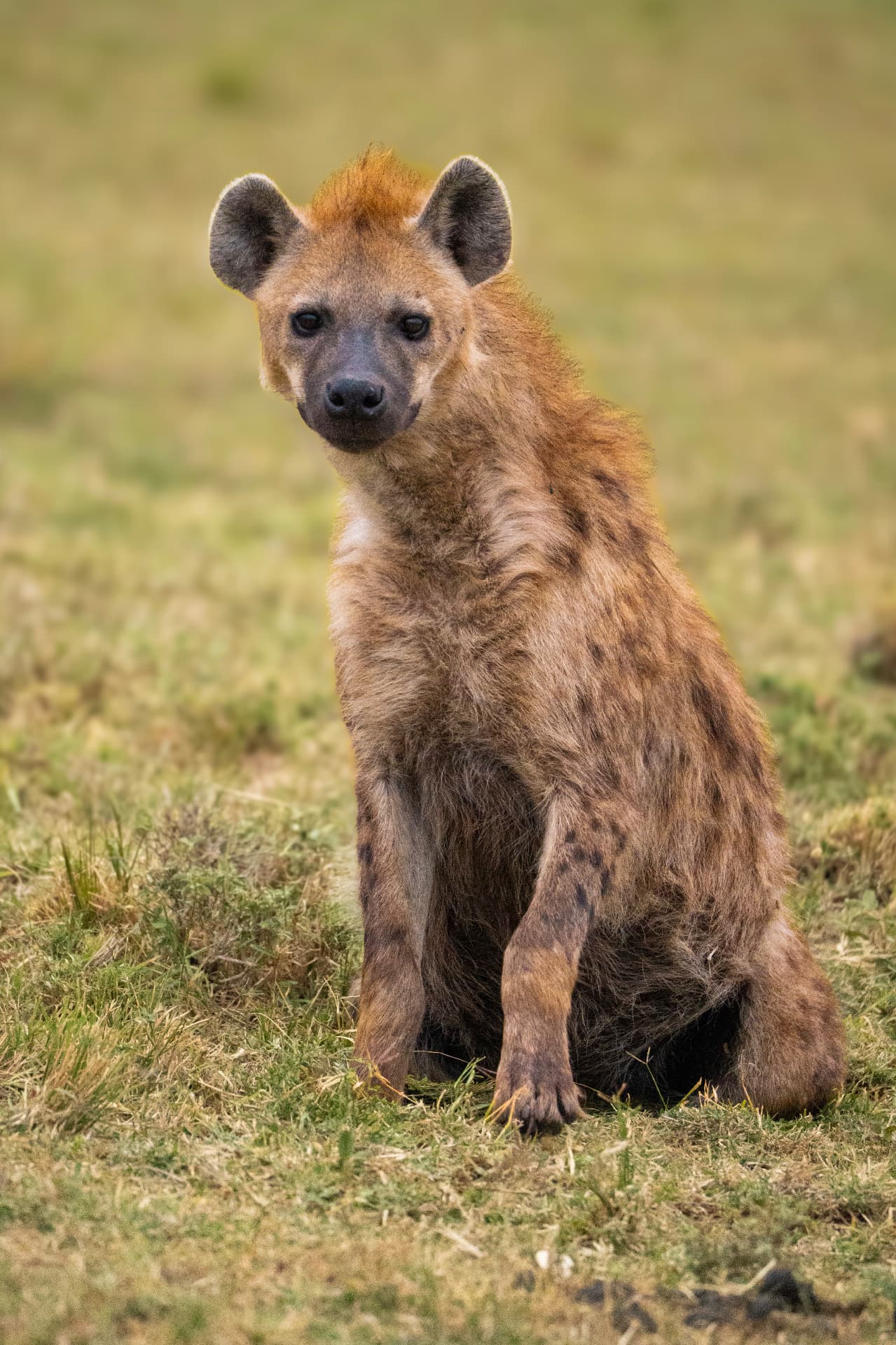 Spotted hyena sitting in green grass after the rains